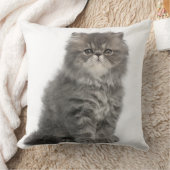 Persian Kitten (2 months old) sitting Cushion (Blanket)