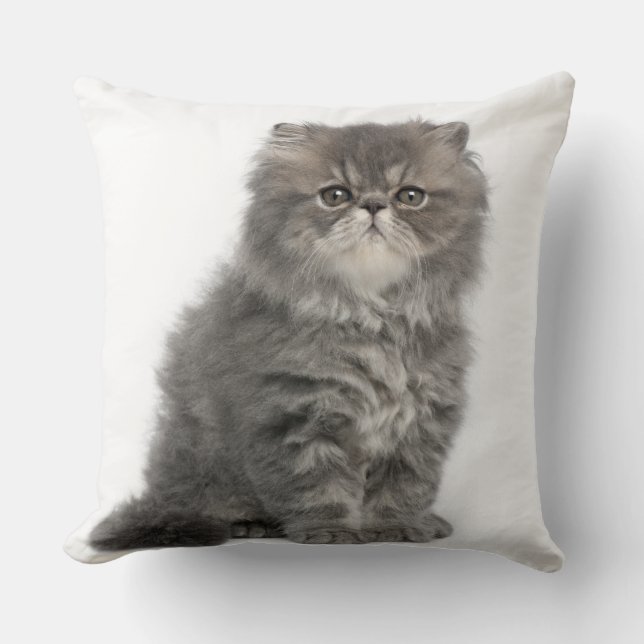 Persian Kitten (2 months old) sitting Cushion (Front)