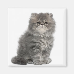 Persian Kitten (2 months old) sitting Magnet