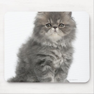 Persian Kitten (2 months old) sitting Mouse Pad
