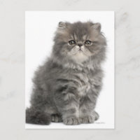 Persian Kitten (2 months old) sitting