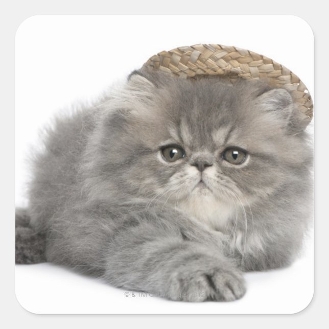 Persian Kitten (2 months old) wearing a straw Square Sticker (Front)