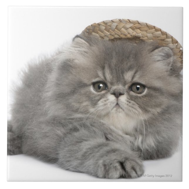 Persian Kitten (2 months old) wearing a straw Tile (Front)