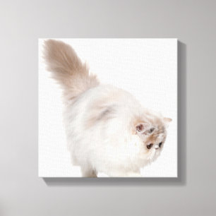 Persian kitten (3 months old) canvas print