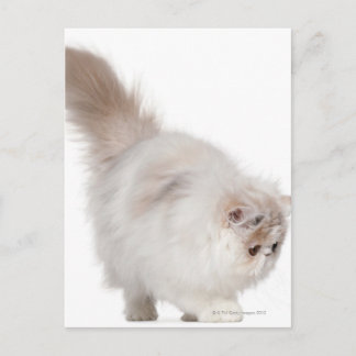 Persian kitten (3 months old) postcard