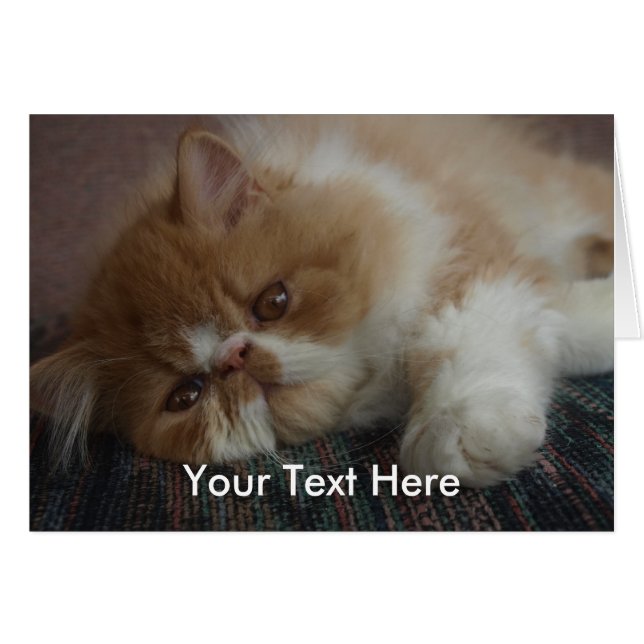 Persian Kitten Card (Front Horizontal)