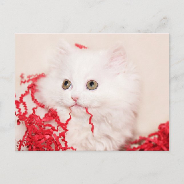 Persian kitten Christmas Holiday Postcard (Front)