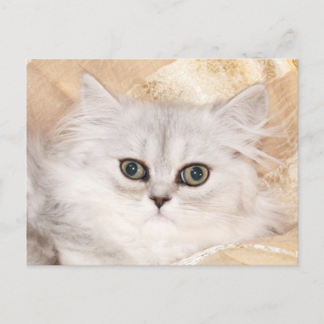 Persian kitten face postcard (Front)