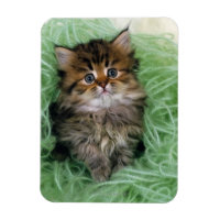 Persian Kitten
