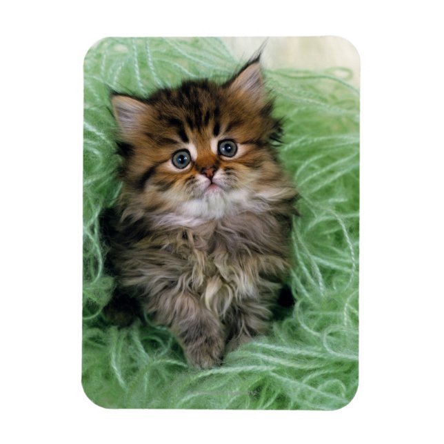 Persian Kitten Magnet (Vertical)