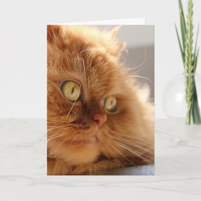 PERSIAN ORANGE CAT BEAUTIFUL BIRTHDAY CARD (Front)