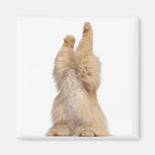 Persian playing (3 years old) magnet