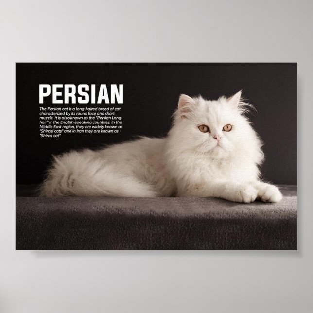 Persian/Shirazi Cat Breed Poster (Front)