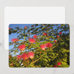 Persian Silk Tree Holiday Card