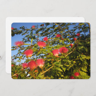 Persian Silk Tree Holiday Card