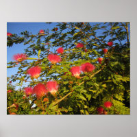 Persian Silk Tree