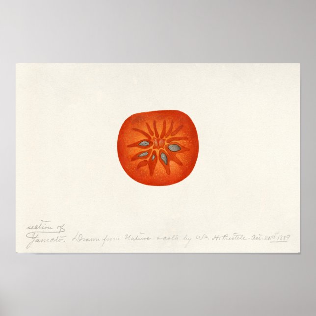 Persimmon (Diospyros) Fruit Watercolor Painting Poster (Front)