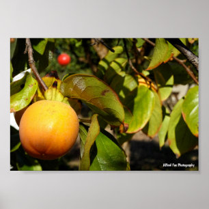 Persimmon Fruit in Tree Poster