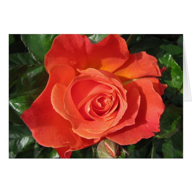 Persimmon Rose (Front Horizontal)