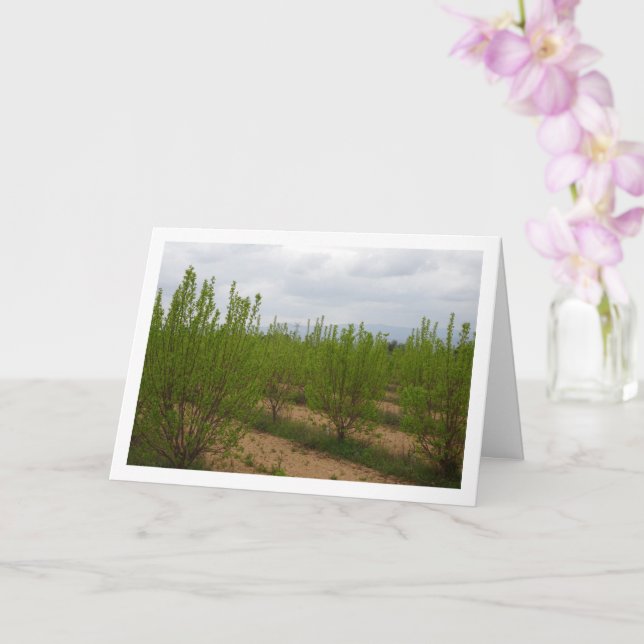 Persimmon Trees in Spring Card (Orchid)