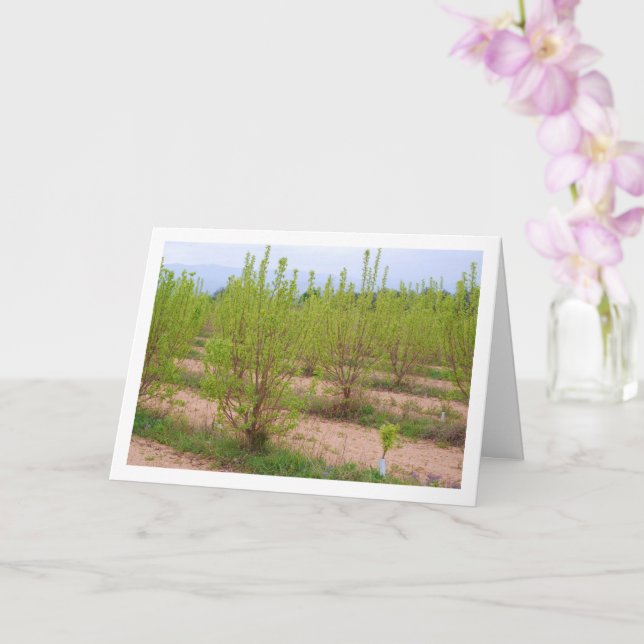 Persimmon Trees in Spring Card (Orchid)