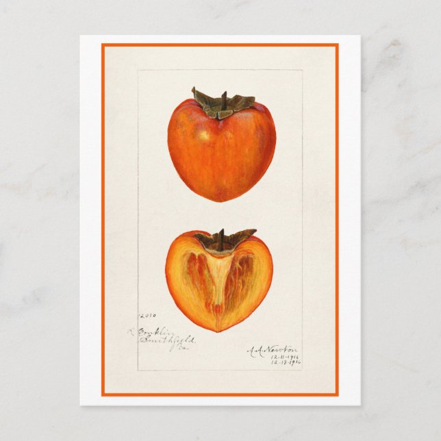 Persimmon Vintage Botanical Illustration Postcard (Front)