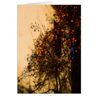 Persimmons