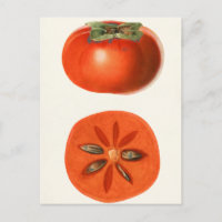 Persimmons Fruit Watercolor Painting