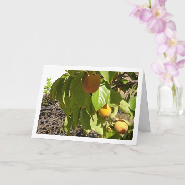 Persimmons in Tree Portrait Card (Orchid)