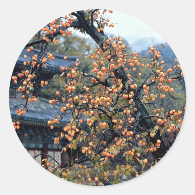 Persimmons tree, fall classic round sticker (Front)