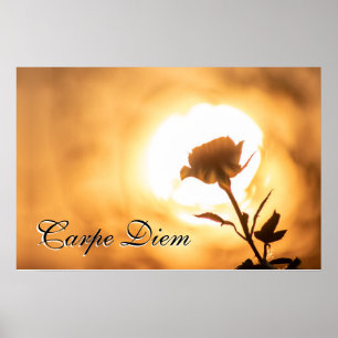 Personal Carpe Diem shiny rose blossom in sunset Poster