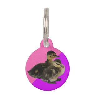 **Personalise** Baby Ducks on Pink & Purple Sorbet Pet Tag