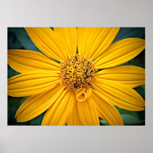 Personalise Beautiful Yellow Flower Poster
