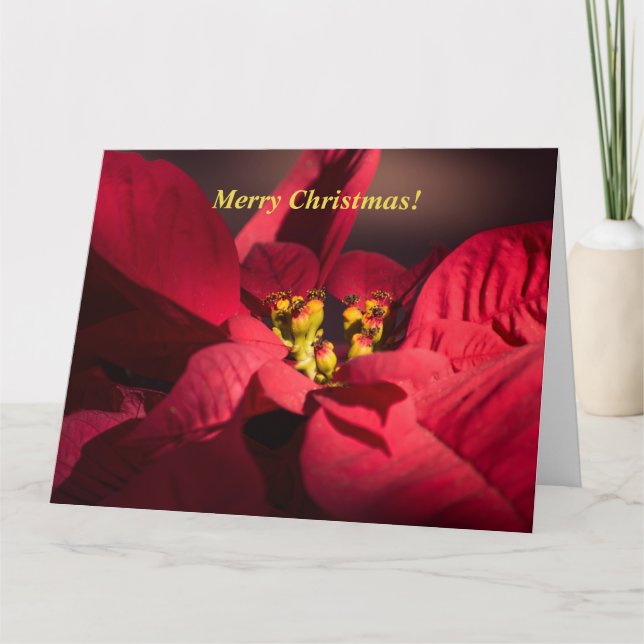 Personalise Christmas Red poinsettia in blossom Card (Front)
