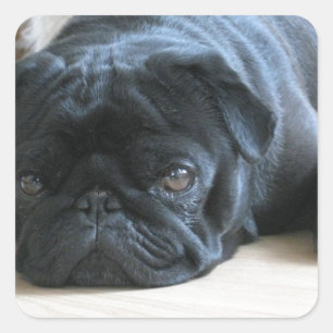 Personalise cute black Pug Puppy accessories name Square Sticker