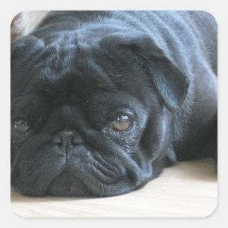 Personalise cute black Pug Puppy accessories name Square Sticker