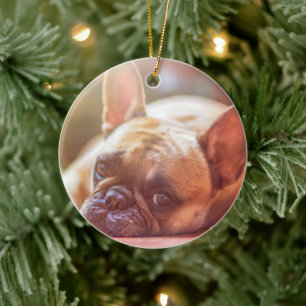Personalise this Ornament with you Pet's Picture