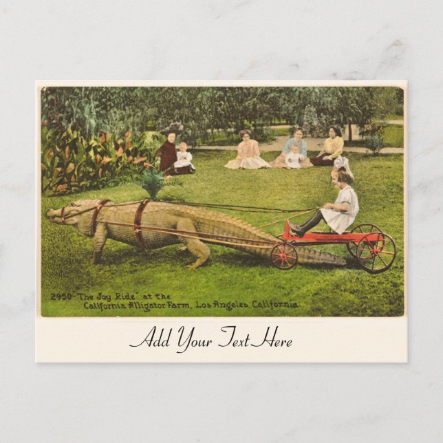 Personalised Alligator Postcard (Front)