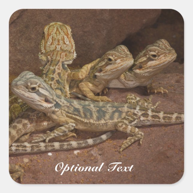 Personalised Baby Bearded Dragon Lizard Jigsaw Puz Square Sticker (Front)