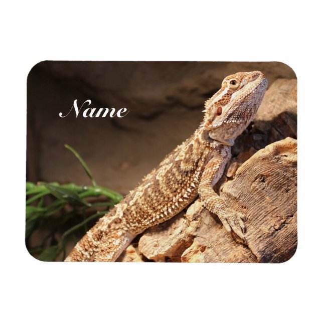 Personalised Baby Bearded Dragon Lizard Magnet (Horizontal)