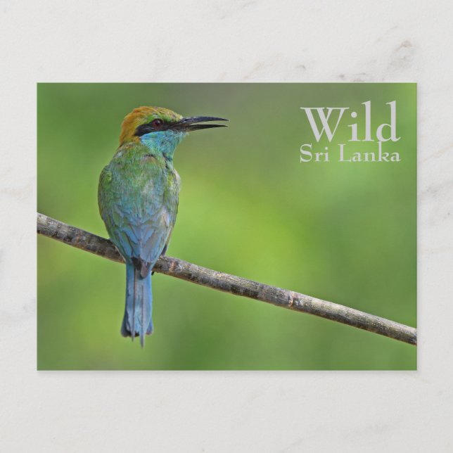 Personalised Bee-eater Postcard (Front)
