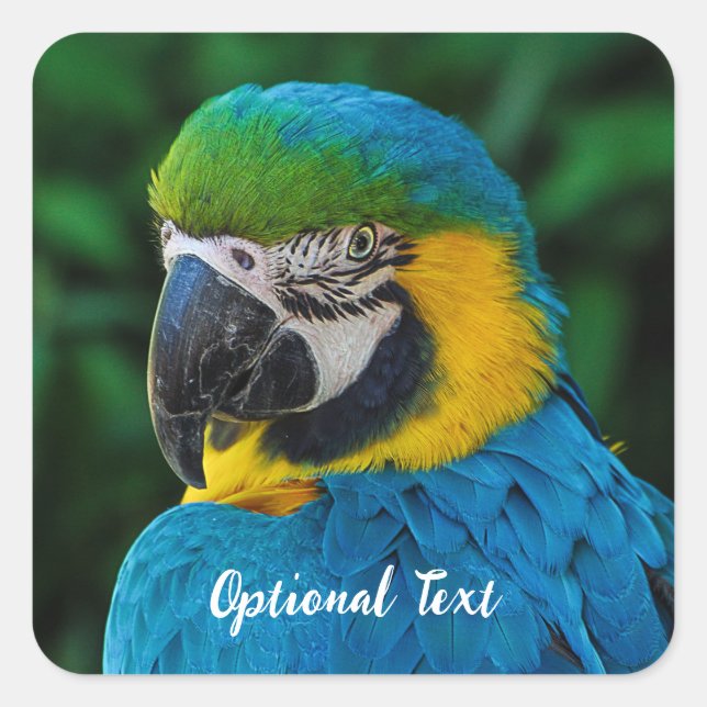 Personalised Blue and Yellow Macaw Parrot Square Sticker (Front)