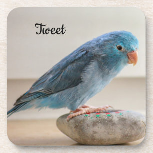 Personalised Blue Parrotlet Pet Bird Coaster