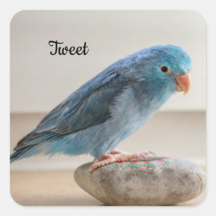 Personalised Blue Parrotlet Pet Bird Square Sticker