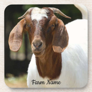 Personalised Boer Goat Farm Coaster
