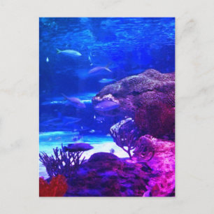 Personalised Coral Reef Postcard