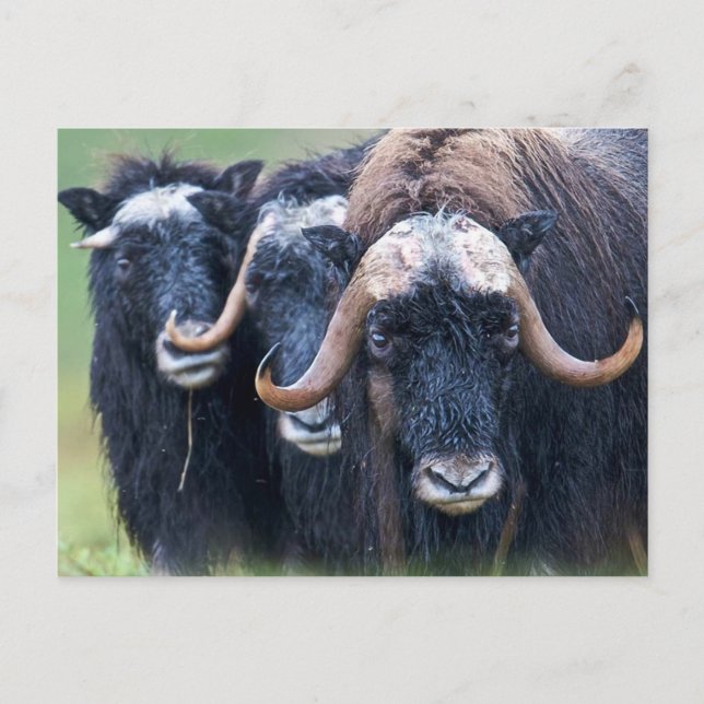 Personalised Custom Your Own Photo & Text Postcard (Front)