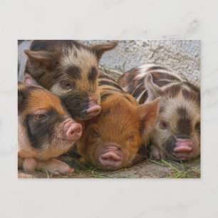 Personalised Custom Your Own Photo & Text Postcard