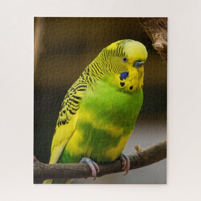 Personalised English Budgie Parakeet Jigsaw Puzzle (Vertical)