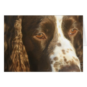 Personalised English Springer Spaniel Card